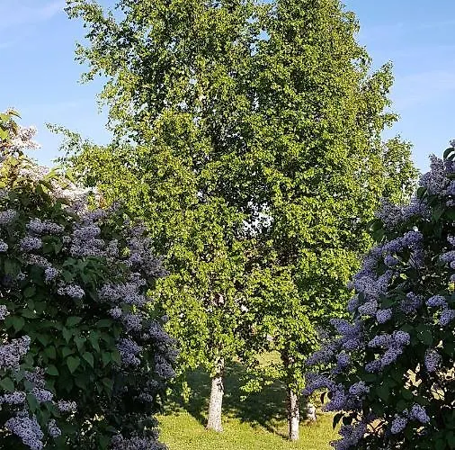 Vakantiehuis Sinilille 7